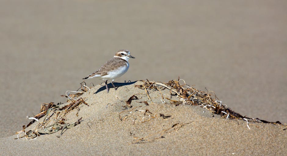 A small bird with brown and white plumage stands on top of a sand dune, surrounded by scattered dry seaweed and debris. The bird is positioned near the front of the dune, facing slightly to the right, with a clear profile view showing its slender beak and dark eyes. The sandy environment appears sunlit, casting soft shadows behind the bird and debris. In the background, the sand continues with a gradual slope and a smooth, undisturbed surface, indicating a coastal or beach setting. The scene captures the bird resting atop the dune during a daytime outdoor scene, with natural light highlighting the textures of the sand and the bird's feathers. This image demonstrates elements typical of coastal habitats, which may relate to outdoor or environmental themes, but in the context of house removals and relocation services at manandvankentishtown.org.uk, it serves as an illustrative placeholder for outdoor surroundings or natural milestones related to moving logistics.